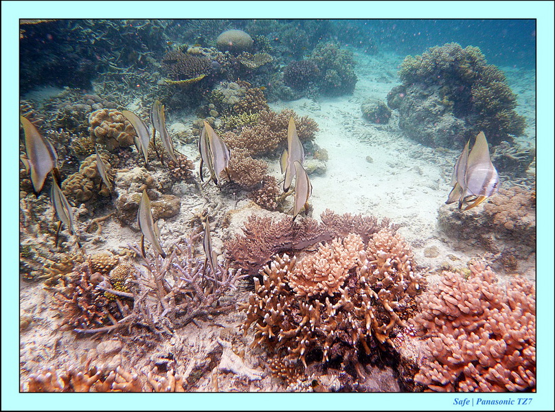 2011 - 08 - Bohey Dulang Island 26